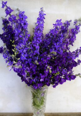 Delphinium Blue Spire LAH 2026 web_DSF9203 1 scaled