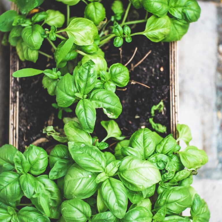 Basil credit Marcus Spiske scaled 1