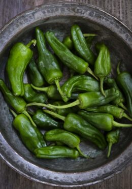 Chilli Padron LAH 2026 web _DSF9563 scaled