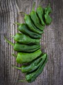 Chilli Padron LAH 2026 web _DSF9567 scaled