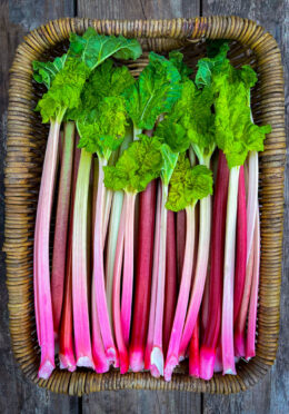Rhubarb Victoria LAH 2022 web IMG_5472