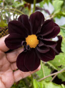 Dahlia Black Beauty web IMG_0766 scaled