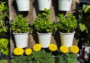 A selection of flowers and plants grow in hanging pots.