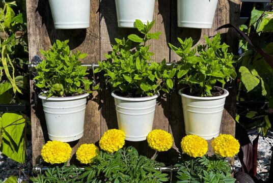 A selection of flowers and plants grow in hanging pots.