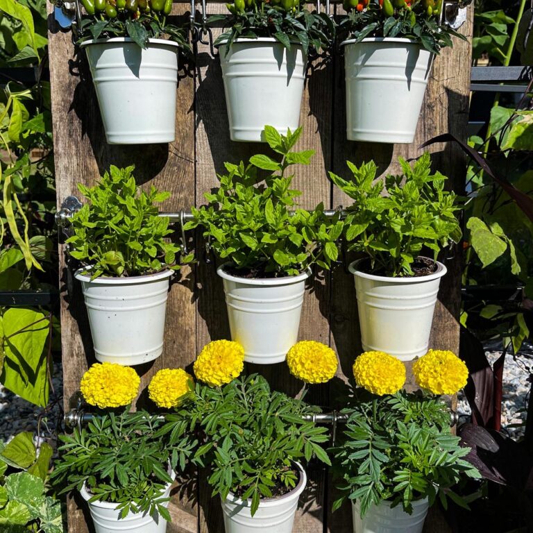 A selection of flowers and plants grow in hanging pots.