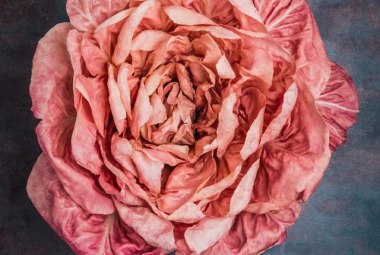 Chicory Rose of Venice 2 scaled 1