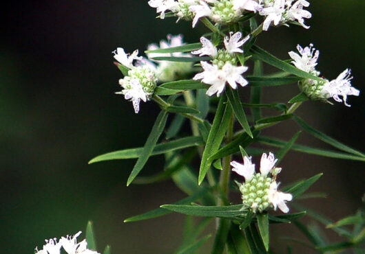 Herb Mountain Mint cover shutterstock_2392790857