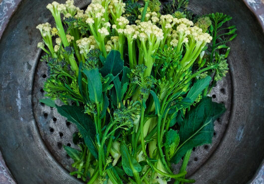 Sprouting Broccoli White Eye LAH 2024 Portrait EEA2613