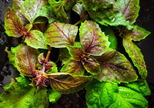 Herb Sally Basil Lettuce Leaf cover shutterstock_2302893637 scaled