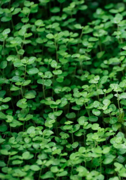 Herb Corsican Mint cover shutterstock_2177023411