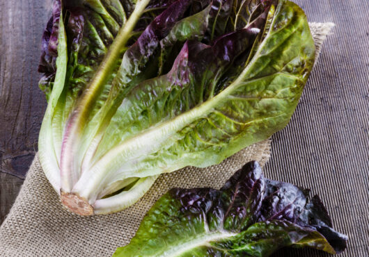 Lettuce Dixter portrait shutterstock_190866065 scaled