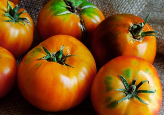 Tomato Ananas cover shutterstock_1810769287 1 scaled