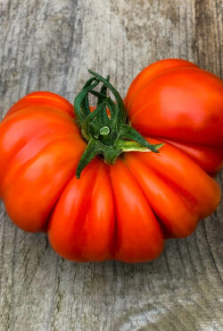 Tomato Costoluto Genevese LAH 2022 cover IMG_9703
