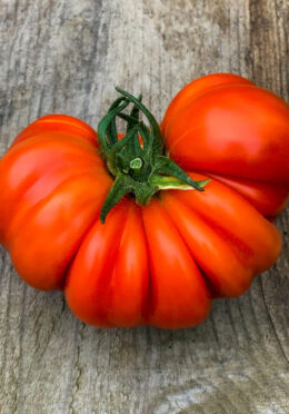 Tomato Costoluto Genevese LAH 2022 cover IMG_9703