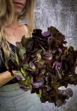 lettuce marvel of four seasons