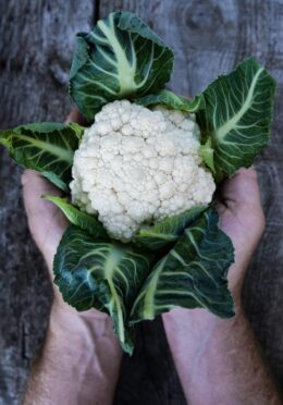 Cover Cauliflower Jesi Romanesco _DSF2417 copy scaled