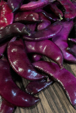 Hyacinth Bean Ruby Moon 1