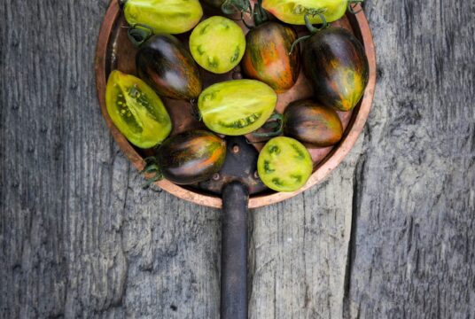 Tomato Atomic Fusion 1 scaled