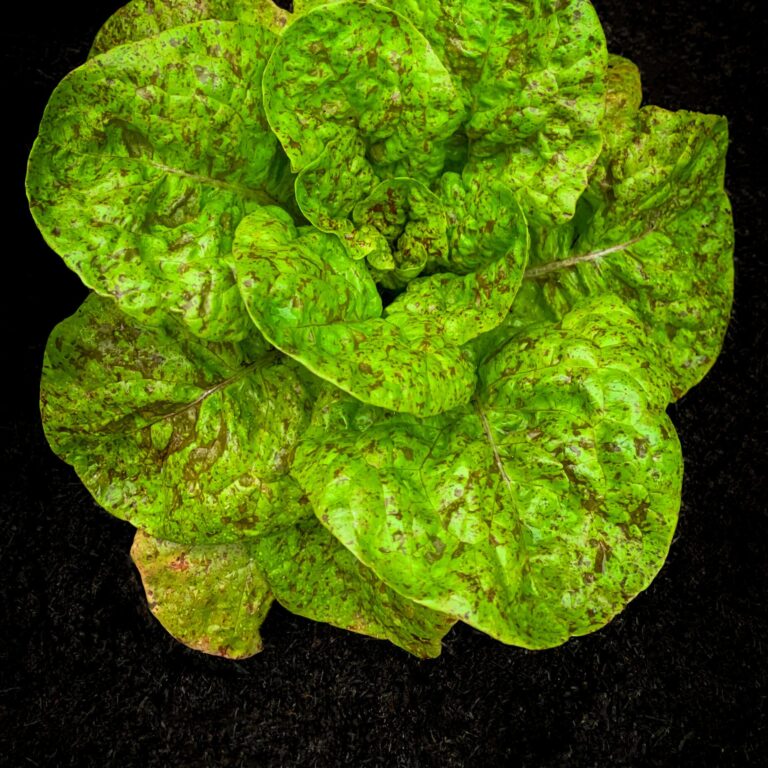 Cover Lettuce Speckled Trout image00084 scaled