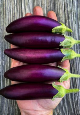 Eggplant Little Fingers cover scaled
