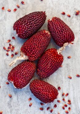 Drying Corn Strawberry portrait 2115141041 scaled