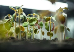 She Grows Veg Seedlings scaled 1