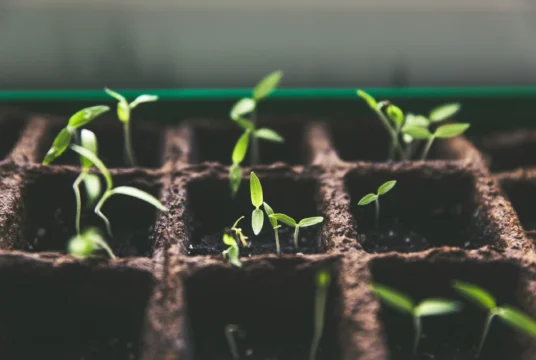 shegrowsveg seedlings 1 scaled 1