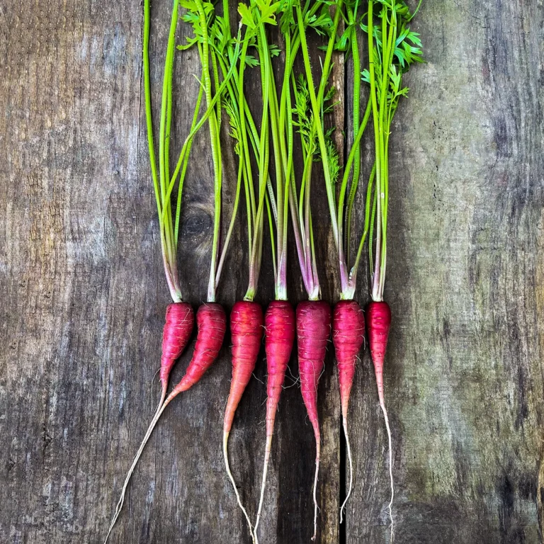 Cosmic Purple Carrot