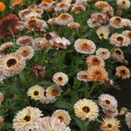 calendula pink surprise