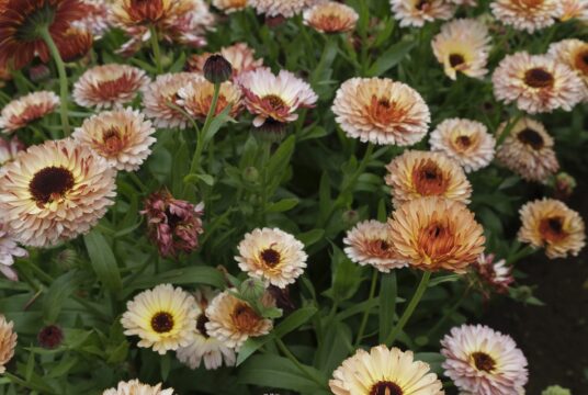 calendula pink surprise