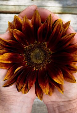Sunflower Velvet Queen 1 scaled
