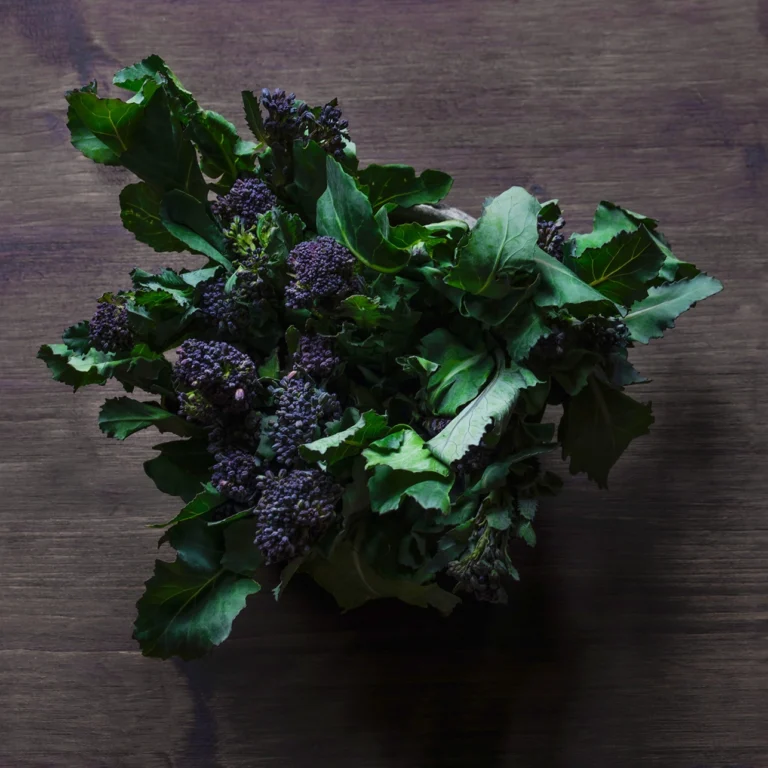 Purple Spouting Broccoli Rudoplh