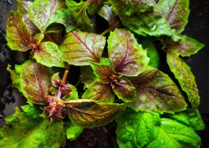 Herb Sally Basil Lettuce Leaf cover shutterstock_2302893637 2 scaled