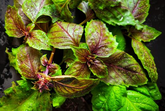Herb Sally Basil Lettuce Leaf cover shutterstock_2302893637 2 scaled