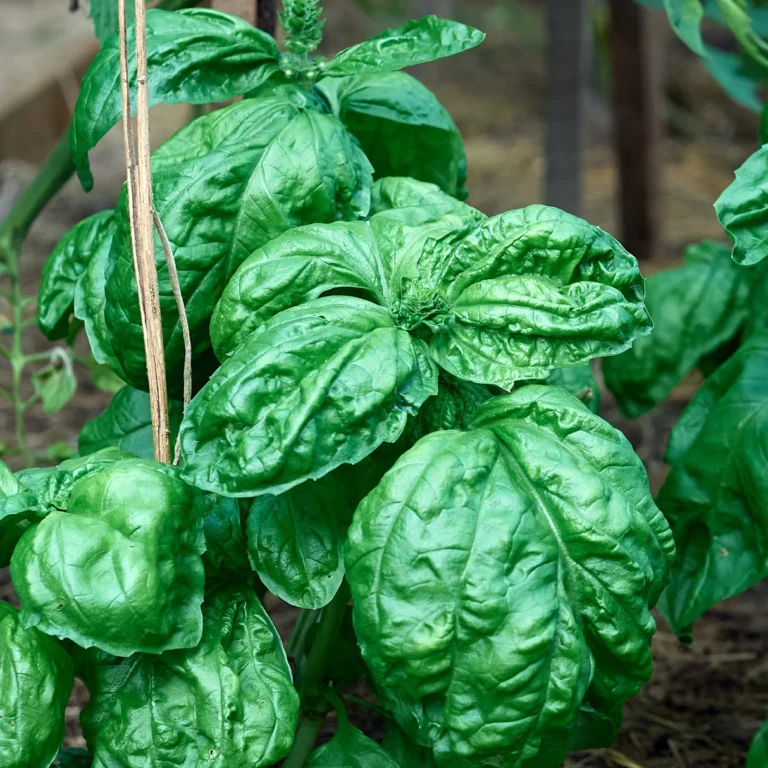 Basil Lettuce Leaf