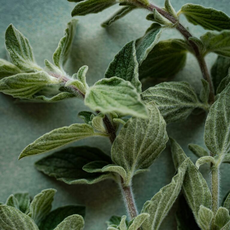 Greek Oregano