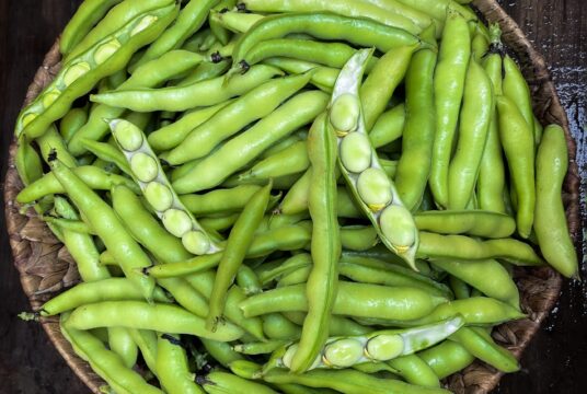 Broad Bean Autumn Light 2 1 scaled 1