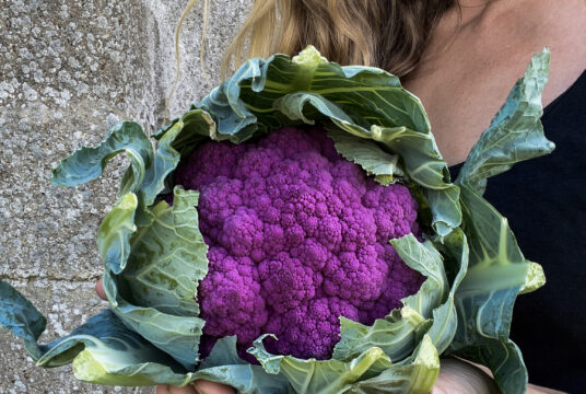 Cauliflower Sicillian Violet 3