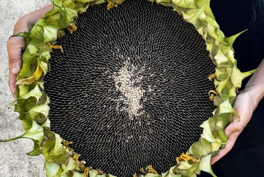 Sunflower Titan