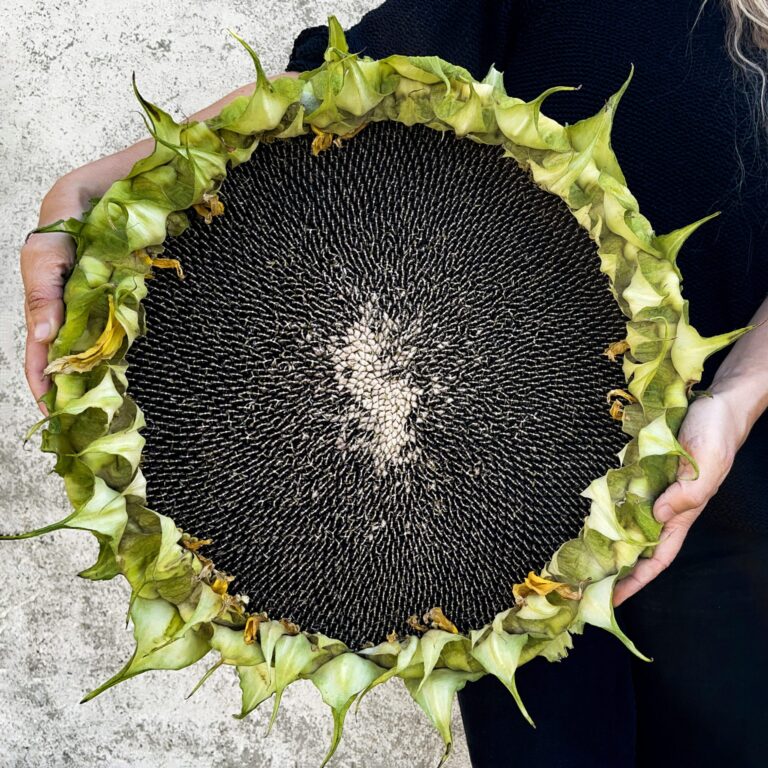Sunflower Titan