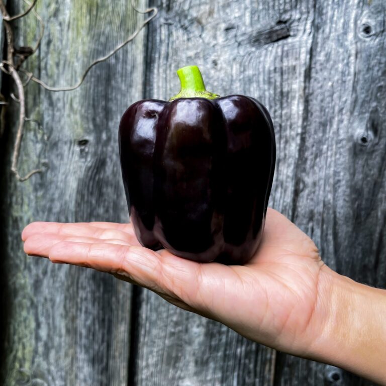 Sweet Pepper Ingrid 1 scaled