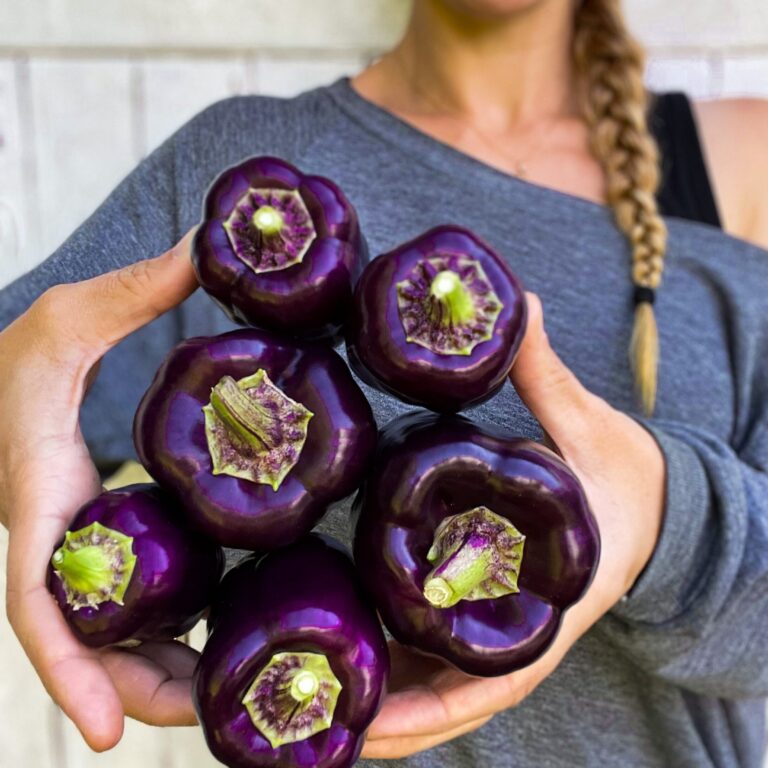 Sweet Pepper Purple Beauty cover 1 scaled