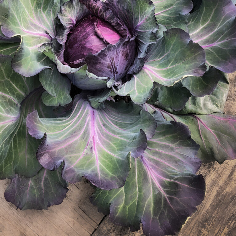 Cover Cabbage January King image00623