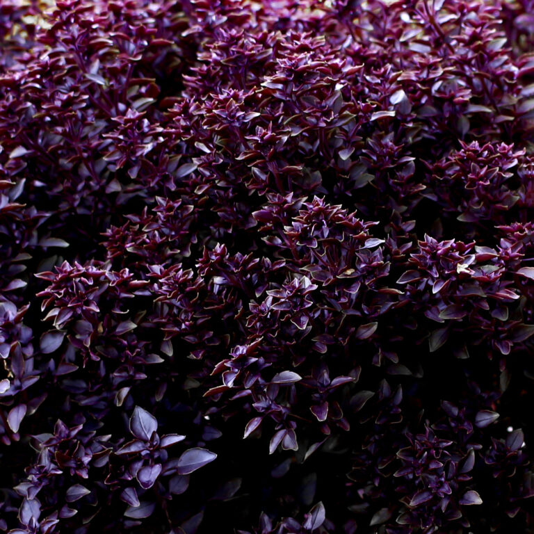 Cover Basil Purple Ball