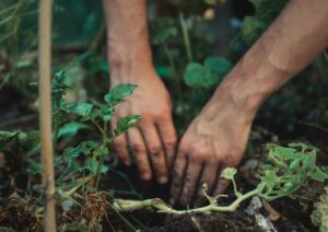 Hands shown planting something in a vegetable patch bed.