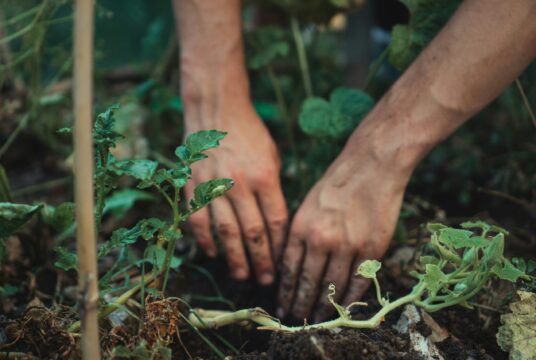 Hands shown planting something in a vegetable patch bed.