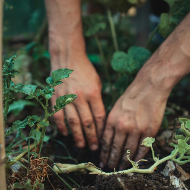 Hands shown planting something in a vegetable patch bed.