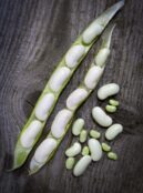 Runner Bean Czar LAH 2024 web _DSF4325 scaled