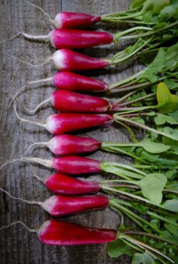 Spring Radish 18 Day LAH 2024 web _DSF4646 1 scaled