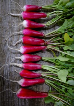 Spring Radish 18 Day LAH 2024 web _DSF4646 1 scaled
